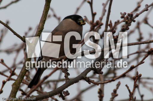 Gimpel (26 von 40).jpg